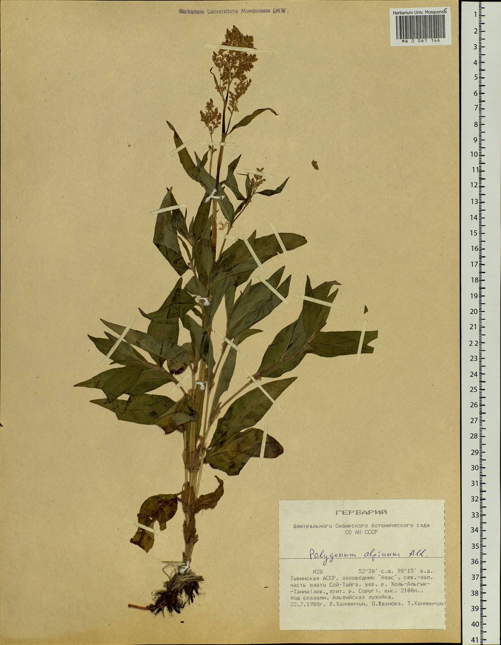 Koenigia alpina (All.) T. M. Schust. & Reveal, Siberia, Altai & Sayany Mountains (S2) (Russia)