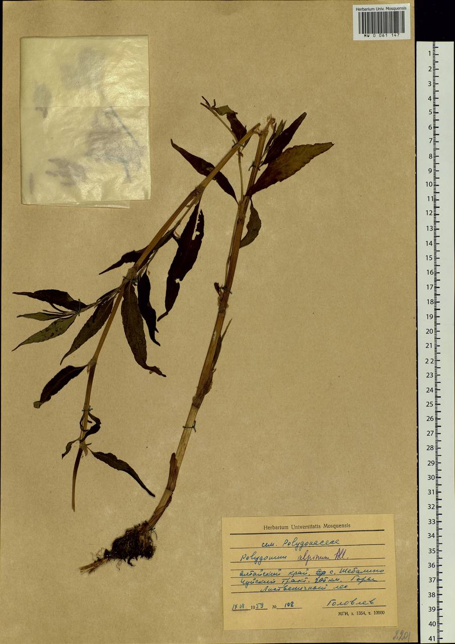 Koenigia alpina (All.) T. M. Schust. & Reveal, Siberia, Altai & Sayany Mountains (S2) (Russia)