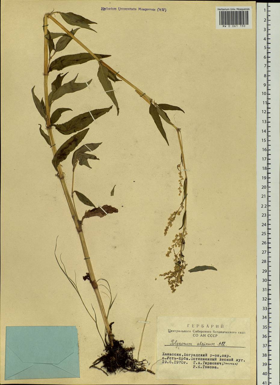 Koenigia alpina (All.) T. M. Schust. & Reveal, Siberia, Altai & Sayany Mountains (S2) (Russia)