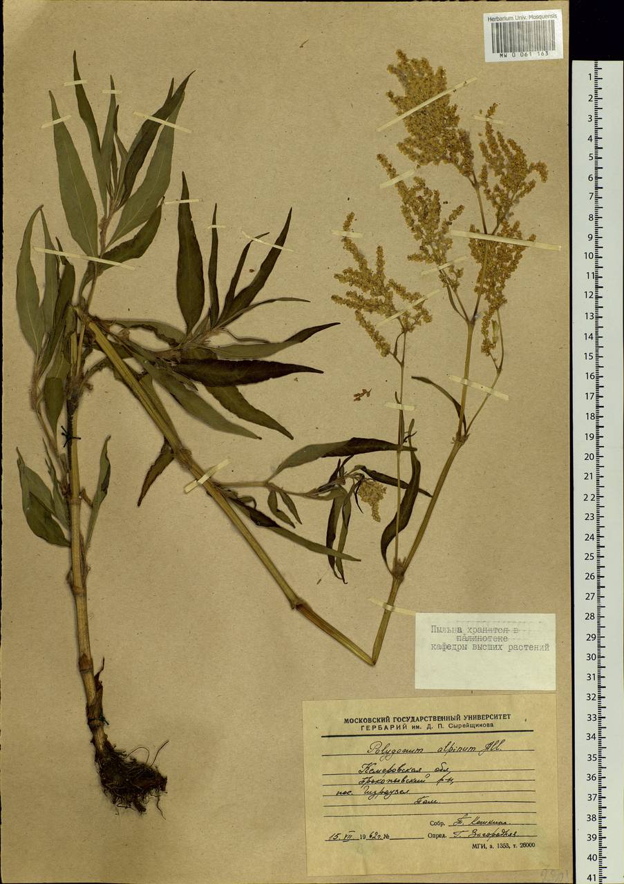 Koenigia alpina (All.) T. M. Schust. & Reveal, Siberia, Altai & Sayany Mountains (S2) (Russia)