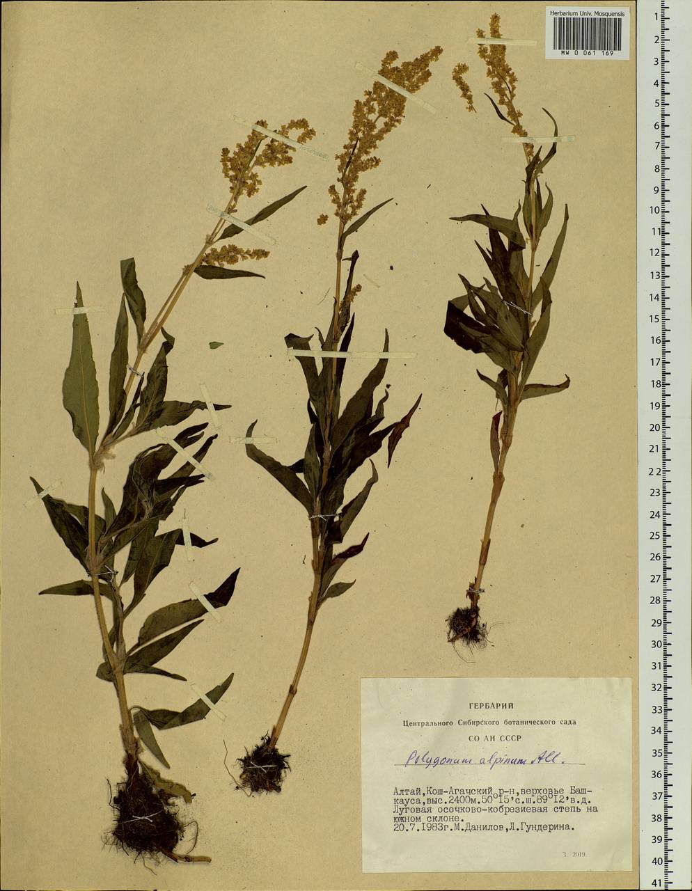 Koenigia alpina (All.) T. M. Schust. & Reveal, Siberia, Altai & Sayany Mountains (S2) (Russia)