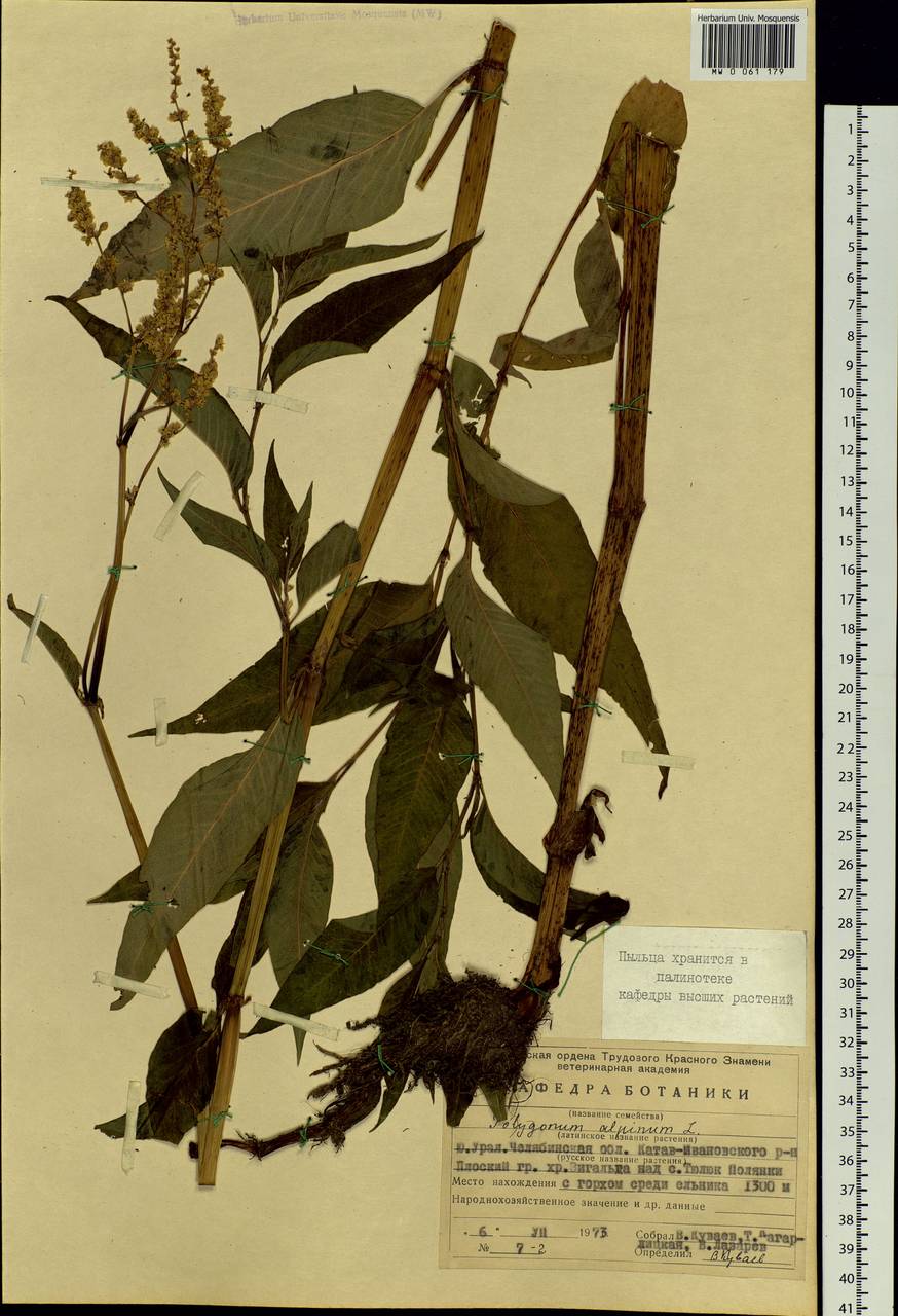 Koenigia alpina (All.) T. M. Schust. & Reveal, Eastern Europe, Eastern region (E10) (Russia)