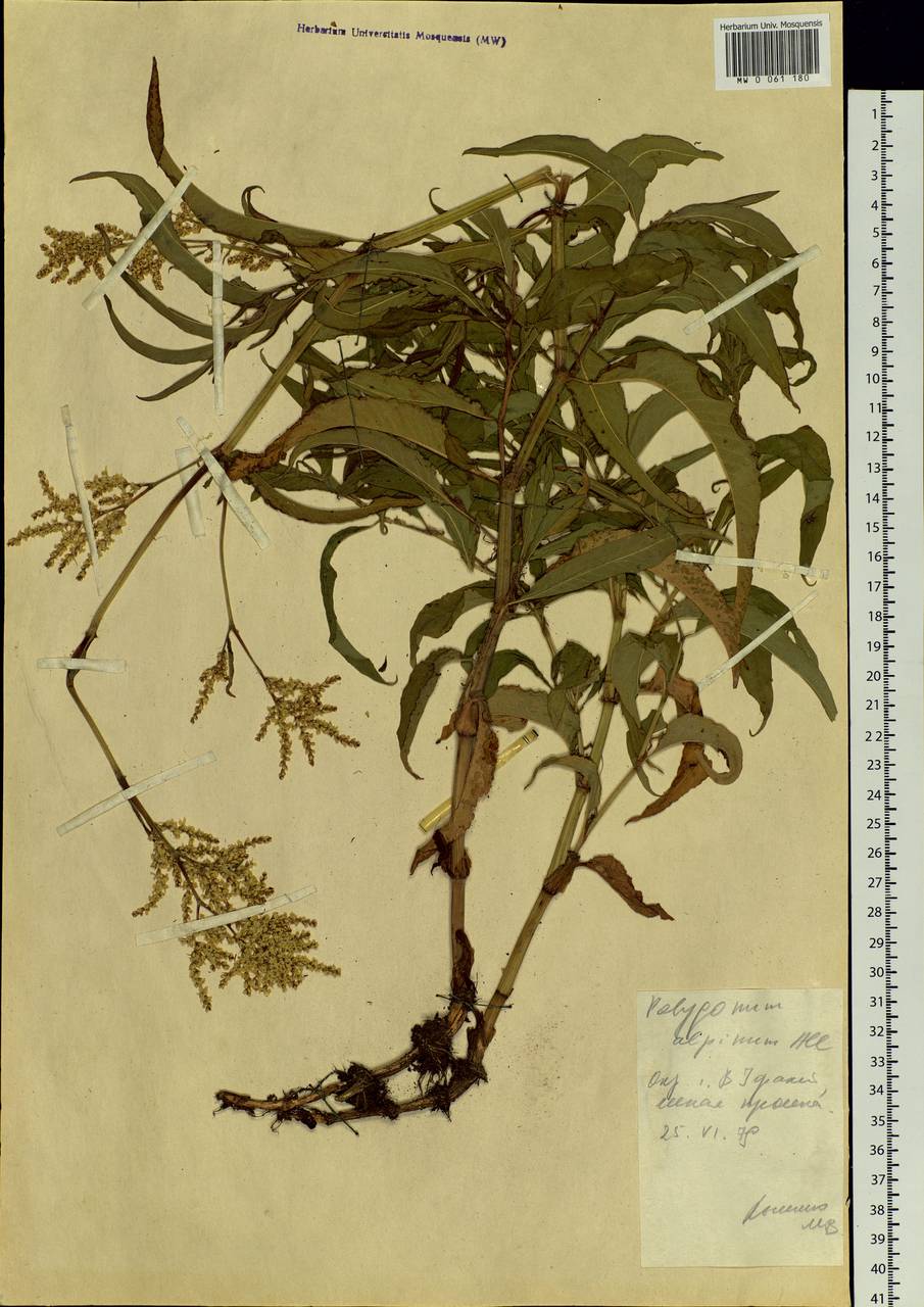 Koenigia alpina (All.) T. M. Schust. & Reveal, Eastern Europe, Eastern region (E10) (Russia)