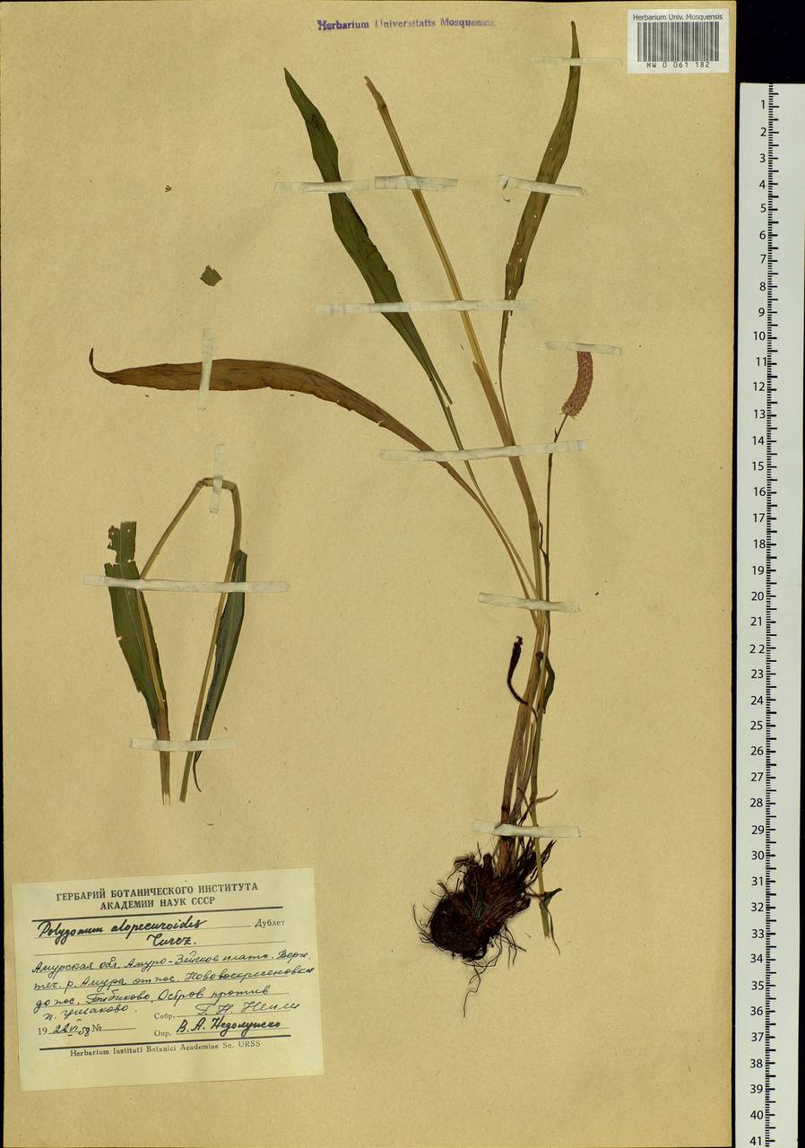 Bistorta alopecuroides (Turcz. ex Kom.) Nakai, Siberia, Russian Far East (S6) (Russia)