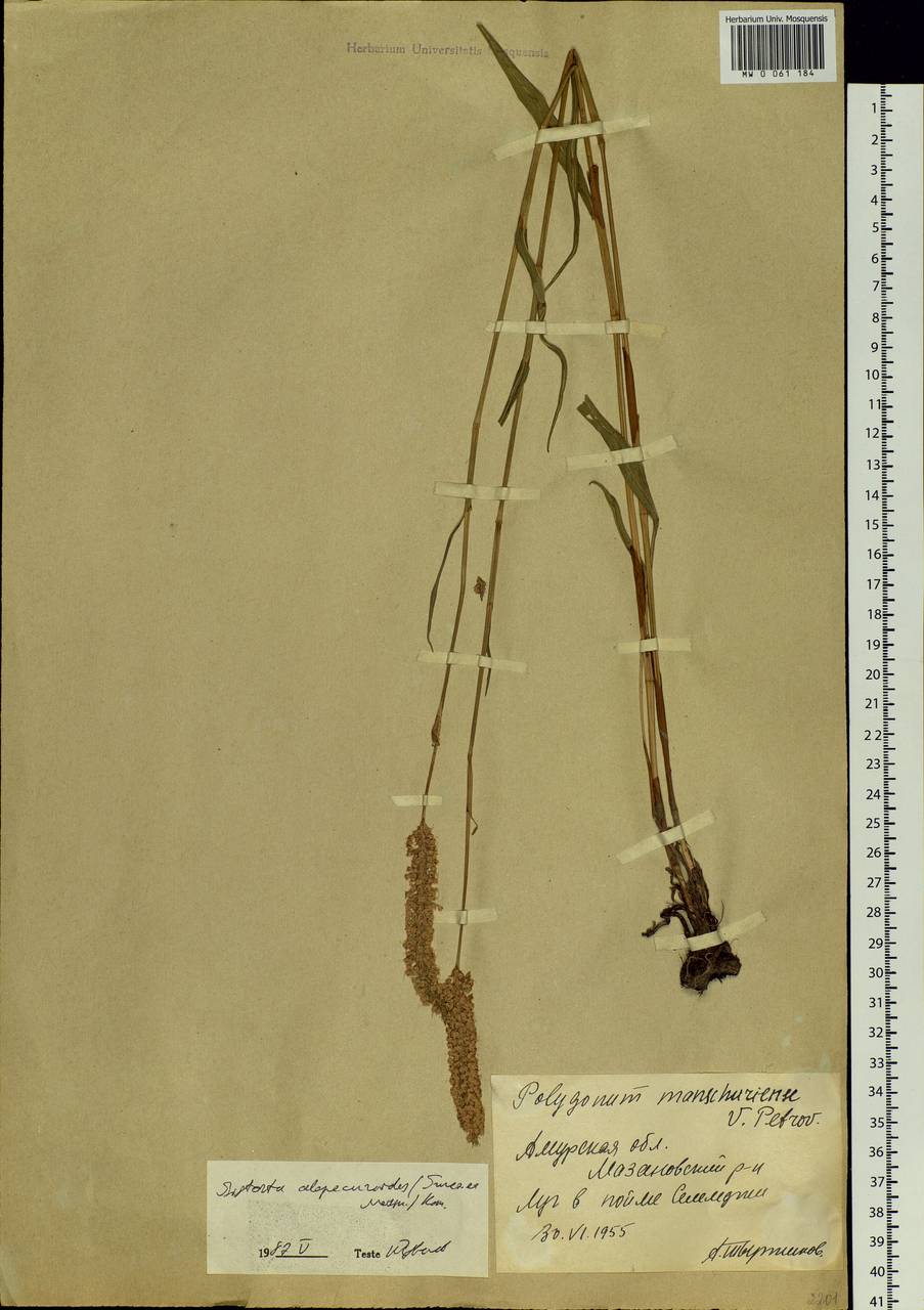 Bistorta alopecuroides (Turcz. ex Kom.) Nakai, Siberia, Russian Far East (S6) (Russia)