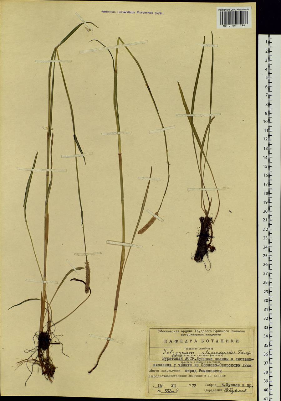 Bistorta alopecuroides (Turcz. ex Meisn.) Kom., Siberia, Baikal & Transbaikal region (S4) (Russia)