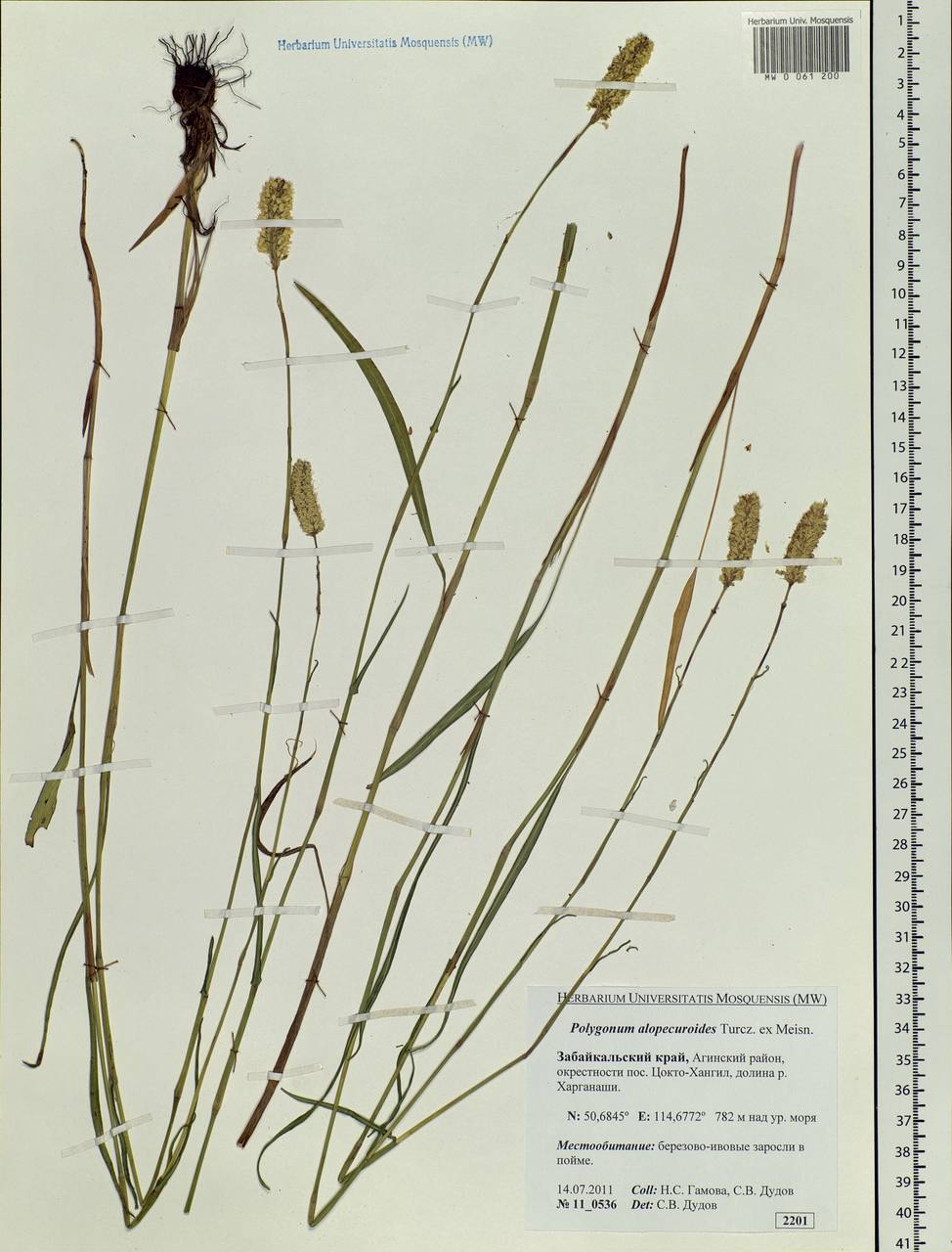Bistorta alopecuroides (Turcz. ex Meisn.) Kom., Siberia, Baikal & Transbaikal region (S4) (Russia)