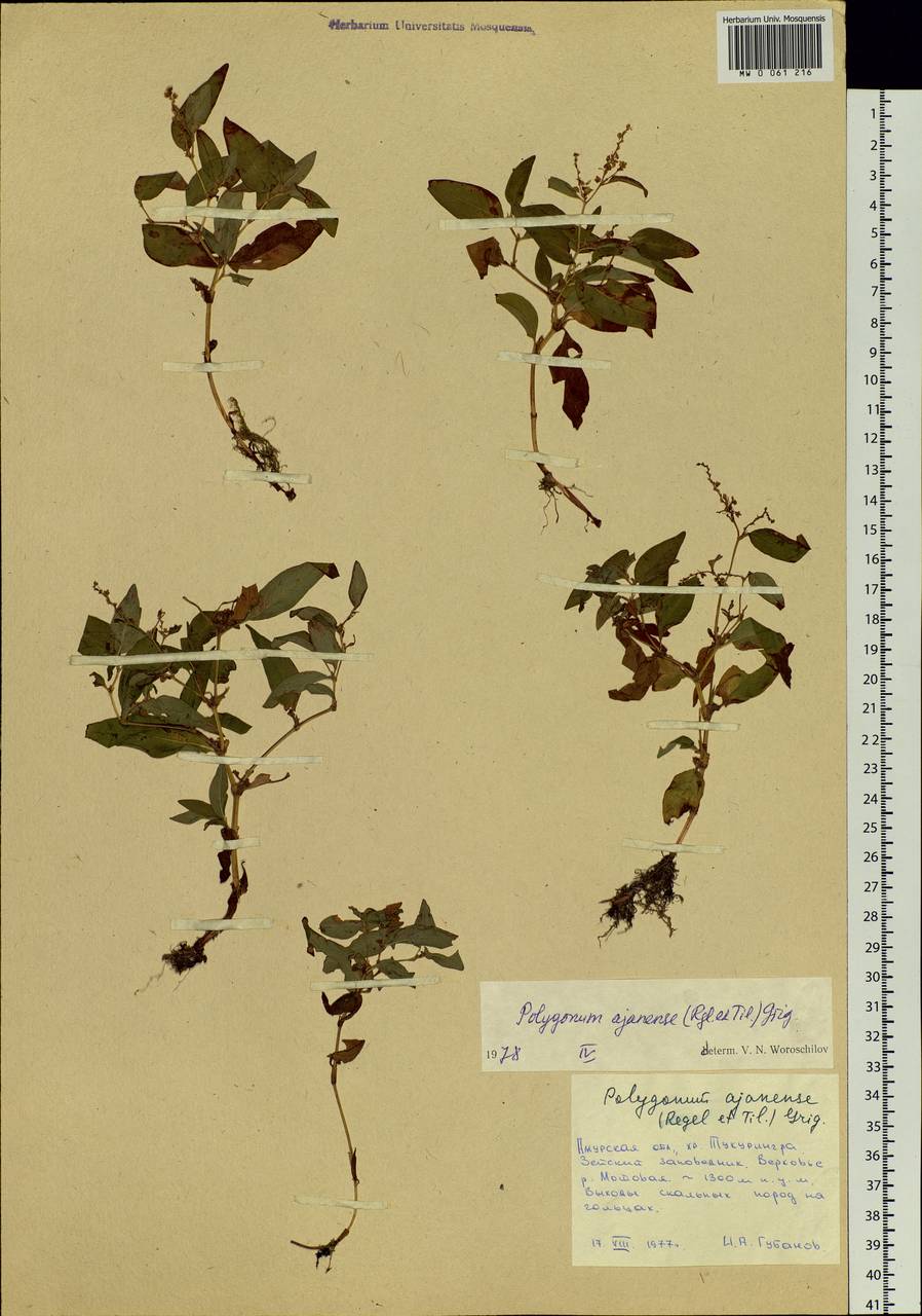 Koenigia ajanensis (Regel & Tiling) comb. ined., Siberia, Russian Far East (S6) (Russia)