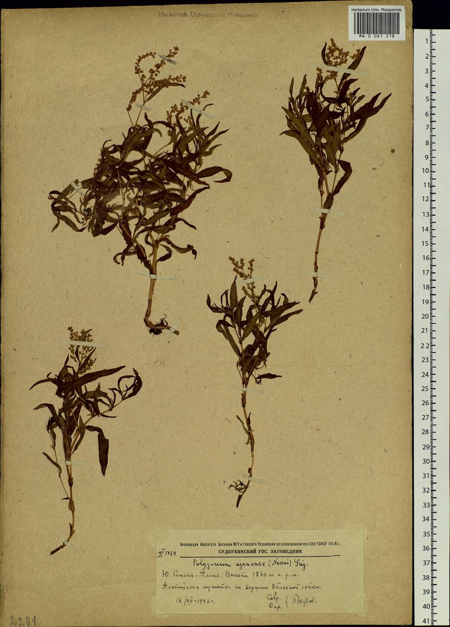 Koenigia ajanensis (Regel & Tiling) comb. ined., Siberia, Russian Far East (S6) (Russia)