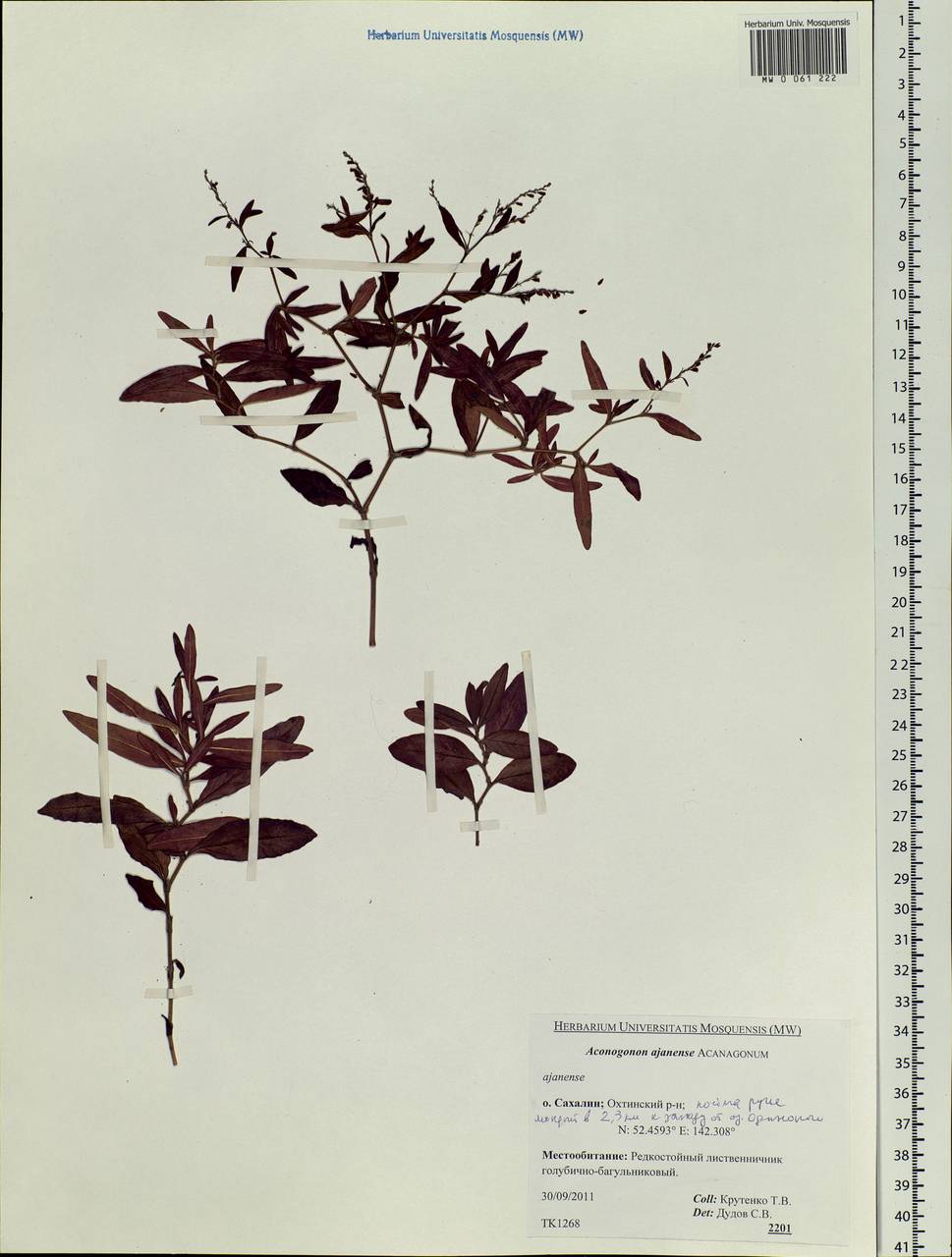 Koenigia ajanensis (Regel & Tiling) comb. ined., Siberia, Russian Far East (S6) (Russia)