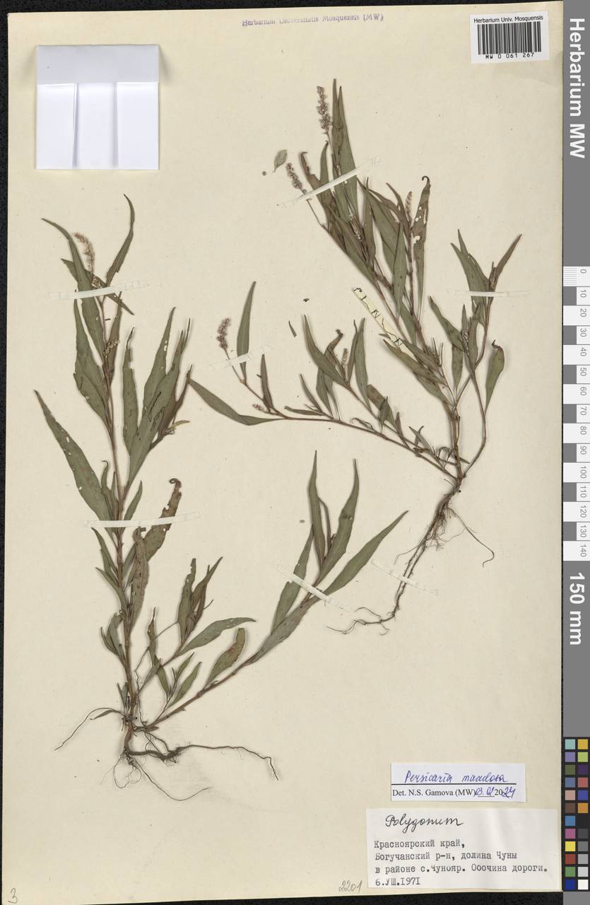 Persicaria maculosa Gray, Siberia, Central Siberia (S3) (Russia)