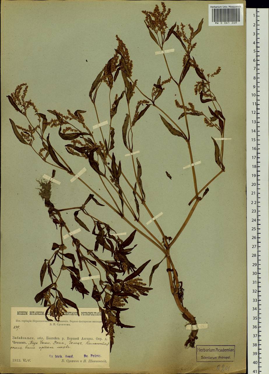 Polygonum, Siberia, Baikal & Transbaikal region (S4) (Russia)