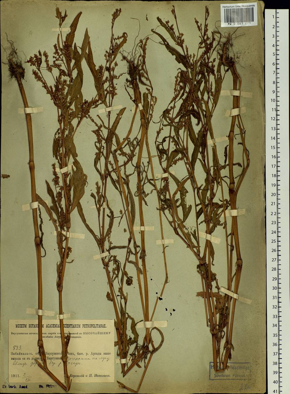 Polygonum, Siberia, Baikal & Transbaikal region (S4) (Russia)