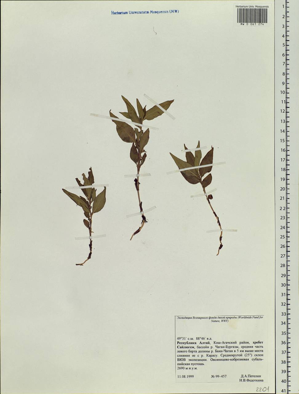 Polygonum, Siberia, Altai & Sayany Mountains (S2) (Russia)