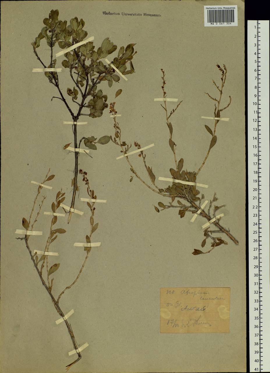 Atraphaxis frutescens (L.) Eversm., Siberia, Western (Kazakhstan) Altai Mountains (S2a) (Kazakhstan)