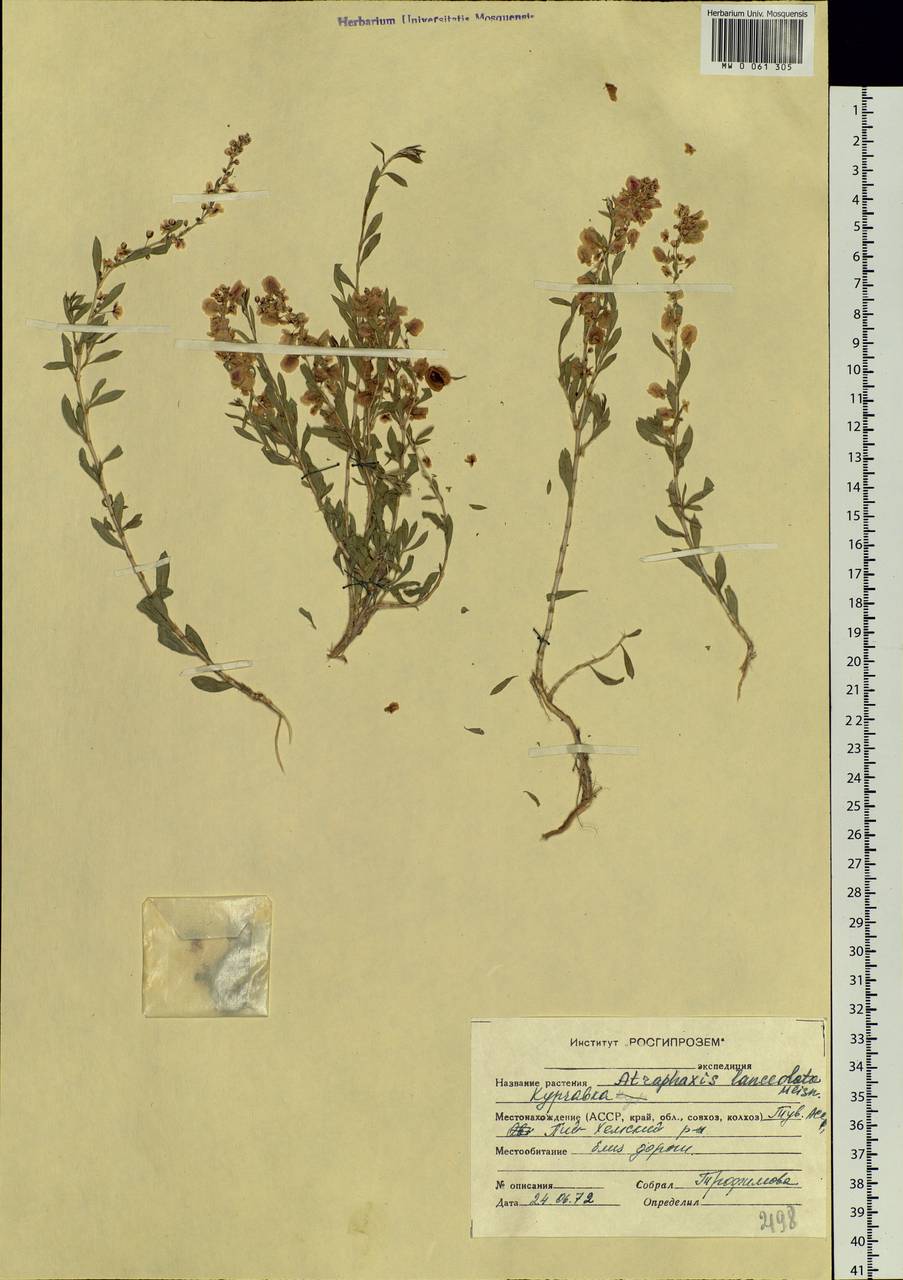 Atraphaxis frutescens (L.) Eversm., Siberia, Altai & Sayany Mountains (S2) (Russia)