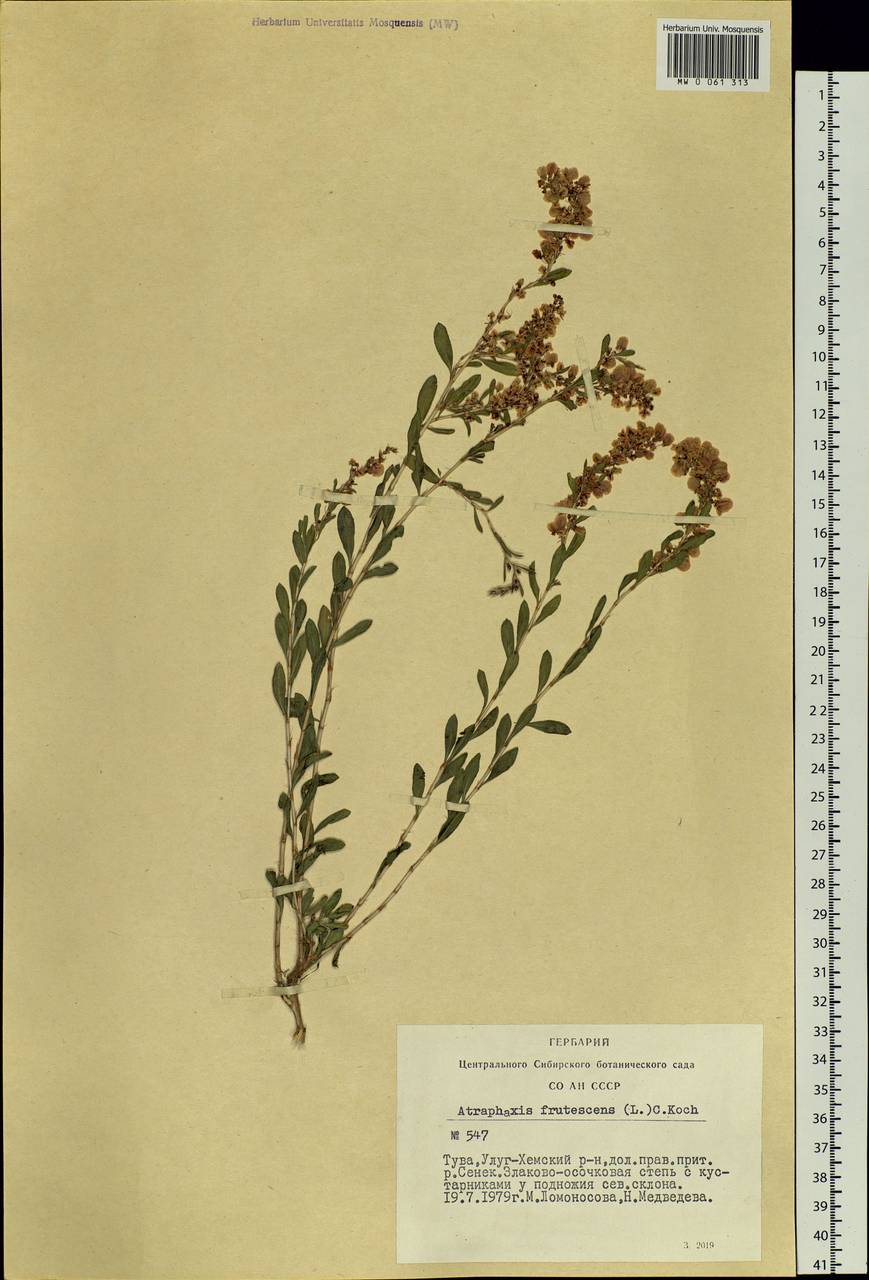 Atraphaxis frutescens (L.) Eversm., Siberia, Altai & Sayany Mountains (S2) (Russia)