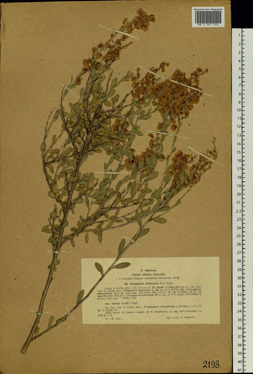 Atraphaxis frutescens (L.) Eversm., Siberia, Western (Kazakhstan) Altai Mountains (S2a) (Kazakhstan)