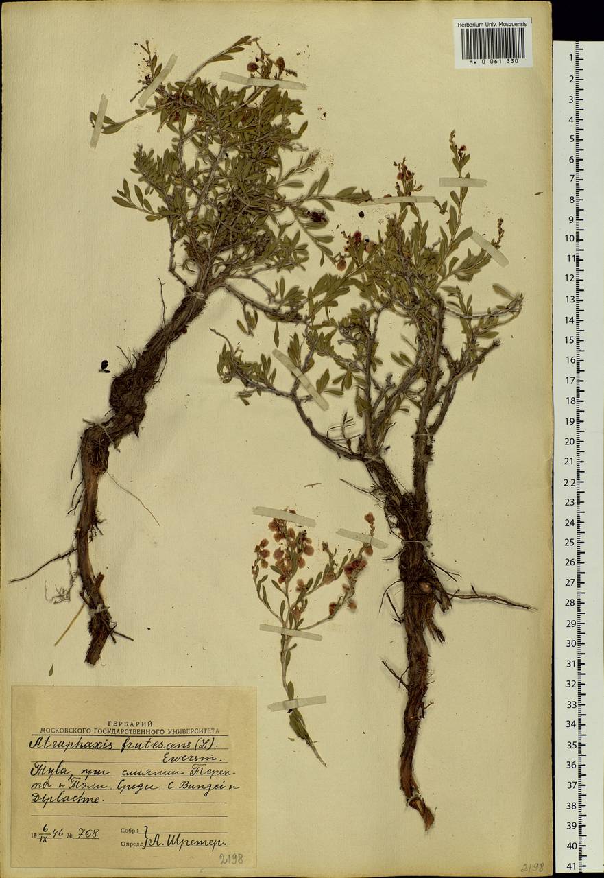 Atraphaxis frutescens (L.) Eversm., Siberia, Altai & Sayany Mountains (S2) (Russia)