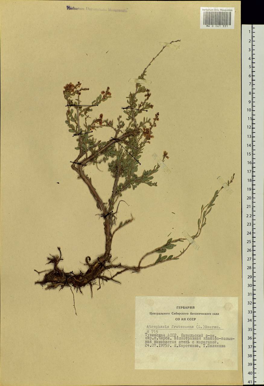 Atraphaxis frutescens (L.) Eversm., Siberia, Altai & Sayany Mountains (S2) (Russia)