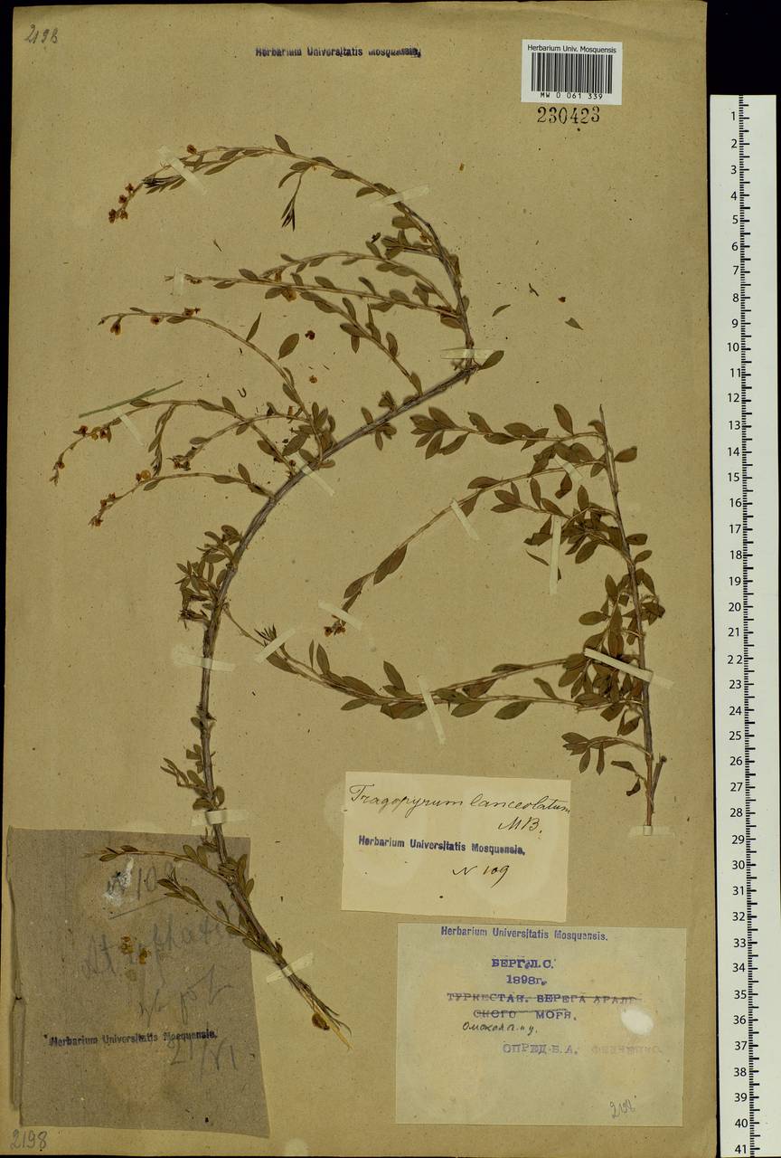 Atraphaxis frutescens (L.) Eversm., Siberia, Western Siberia (S1) (Russia)