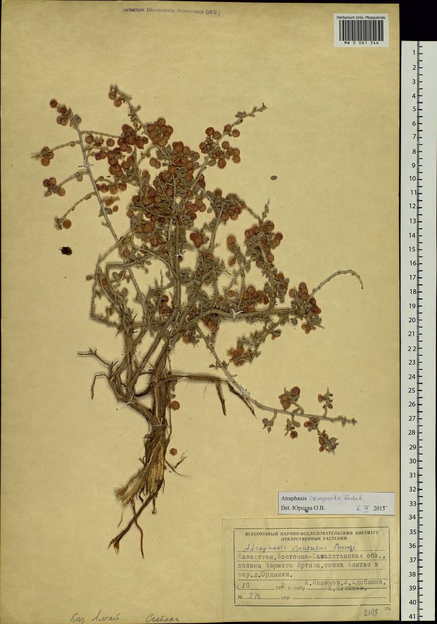 Atraphaxis compacta Ledeb., Siberia, Western (Kazakhstan) Altai Mountains (S2a) (Kazakhstan)