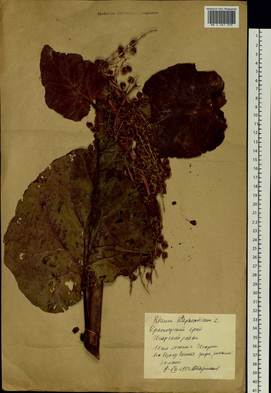 Rheum rhaponticum L., Siberia, Central Siberia (S3) (Russia)