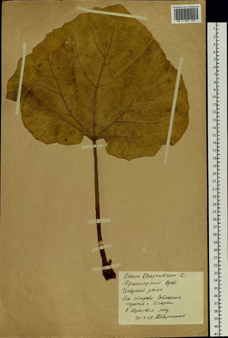 Rheum rhaponticum L., Siberia, Central Siberia (S3) (Russia)