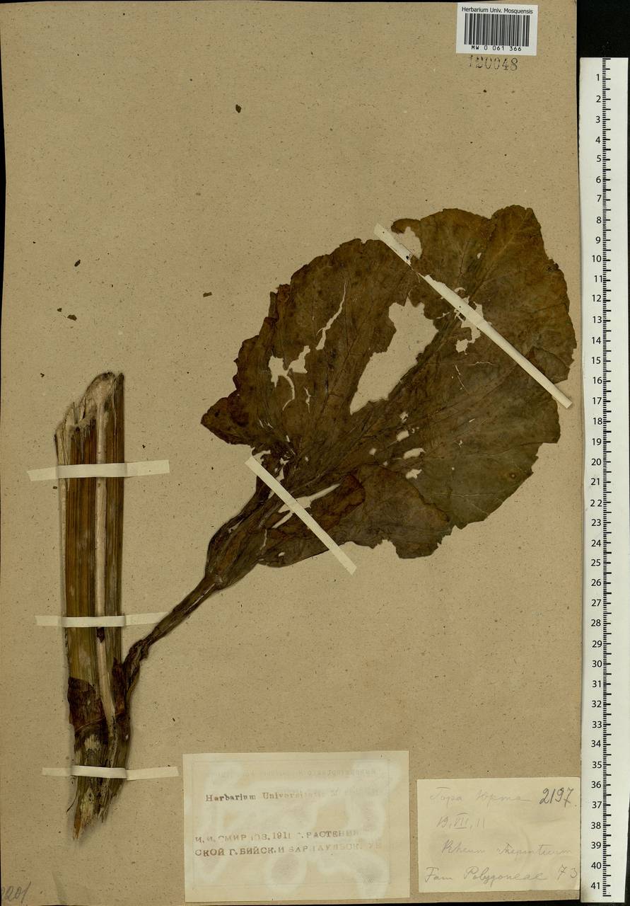 Rheum rhaponticum L., Siberia, Altai & Sayany Mountains (S2) (Russia)