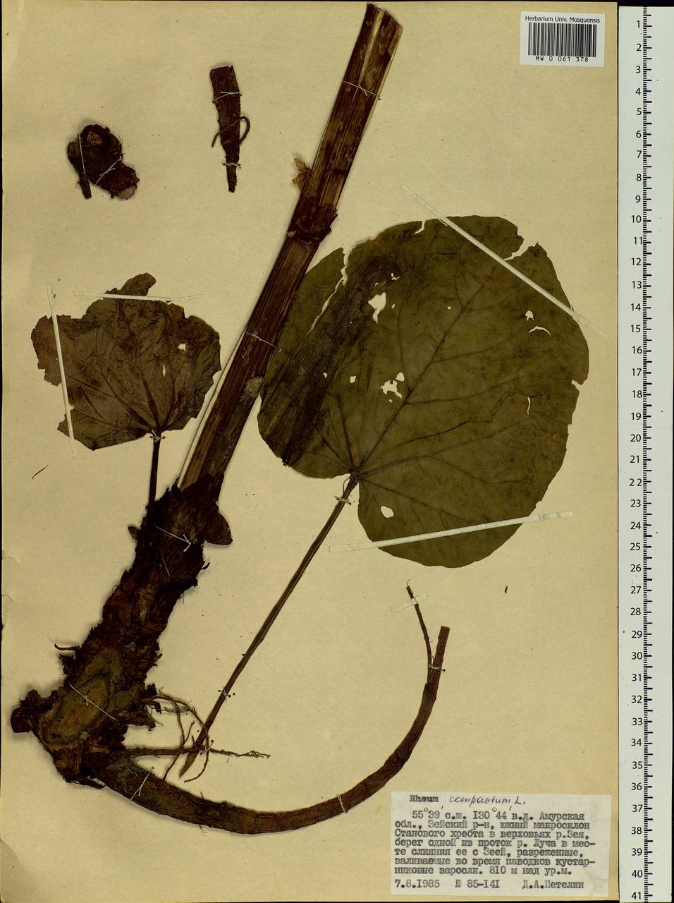 Rheum compactum L., Siberia, Russian Far East (S6) (Russia)