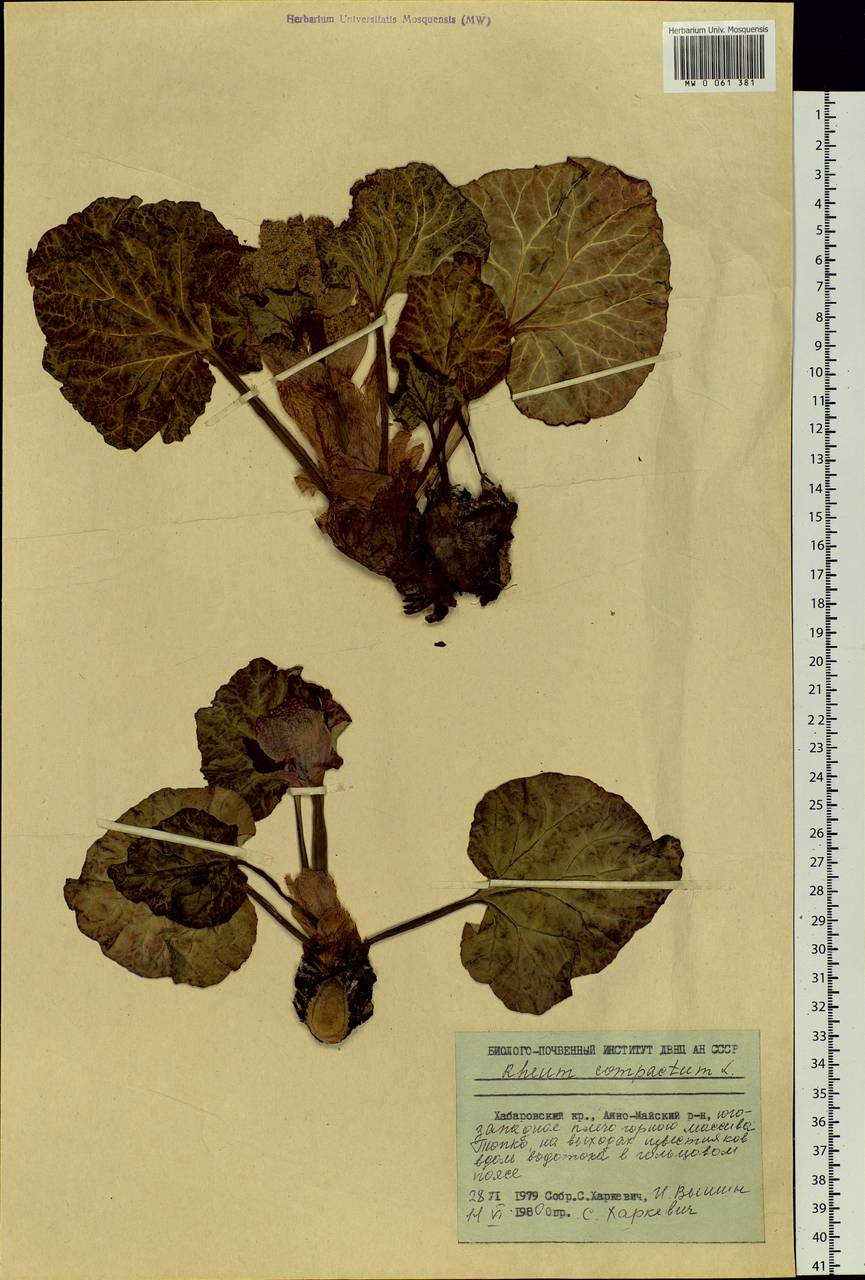 Rheum compactum L., Siberia, Russian Far East (S6) (Russia)