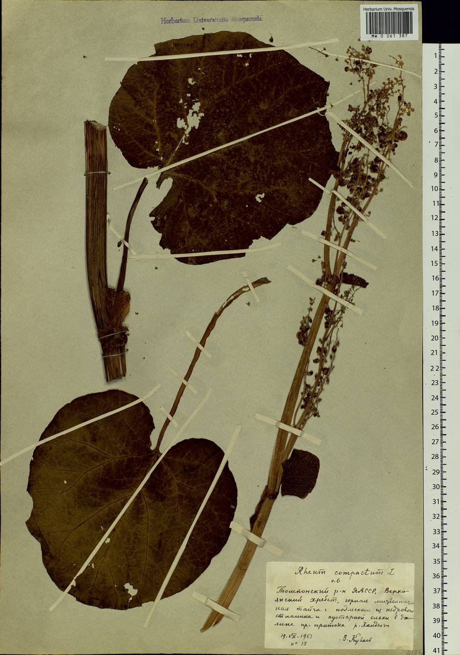 Rheum compactum L., Siberia, Yakutia (S5) (Russia)