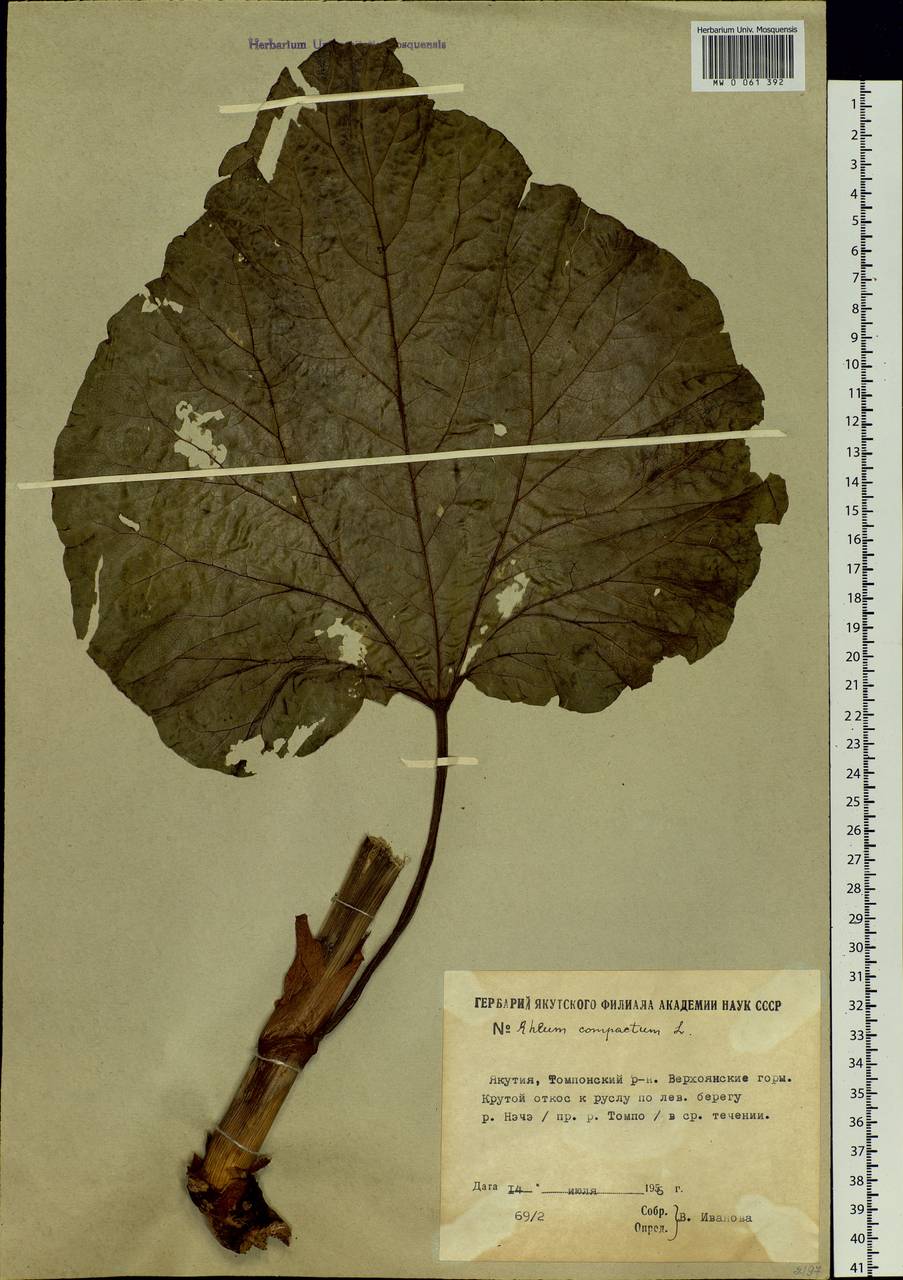Rheum compactum L., Siberia, Yakutia (S5) (Russia)