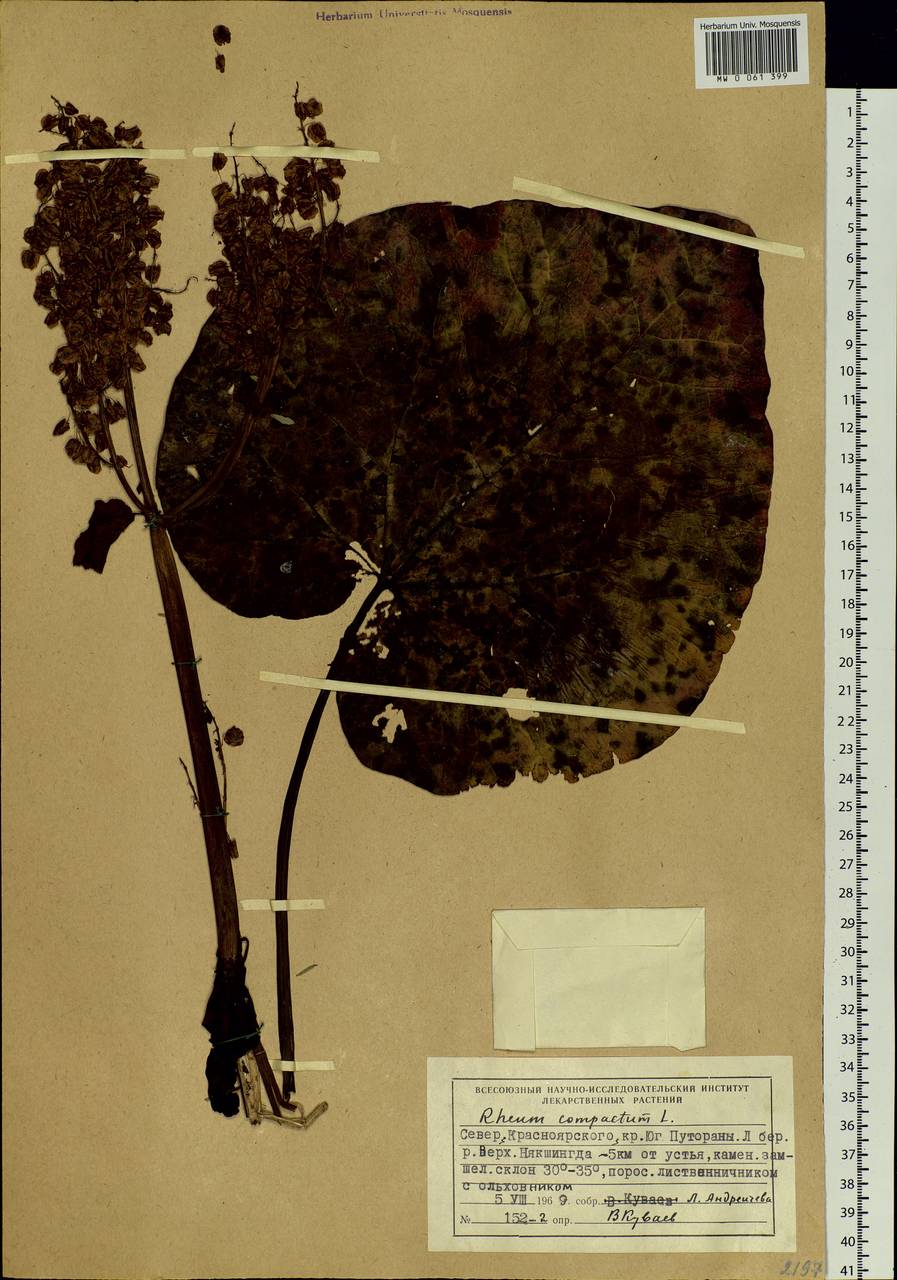 Rheum compactum L., Siberia, Central Siberia (S3) (Russia)