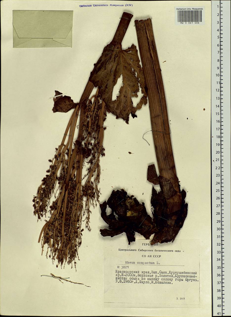 Rheum compactum L., Siberia, Altai & Sayany Mountains (S2) (Russia)
