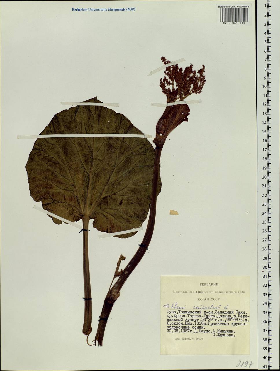 Rheum compactum L., Siberia, Altai & Sayany Mountains (S2) (Russia)