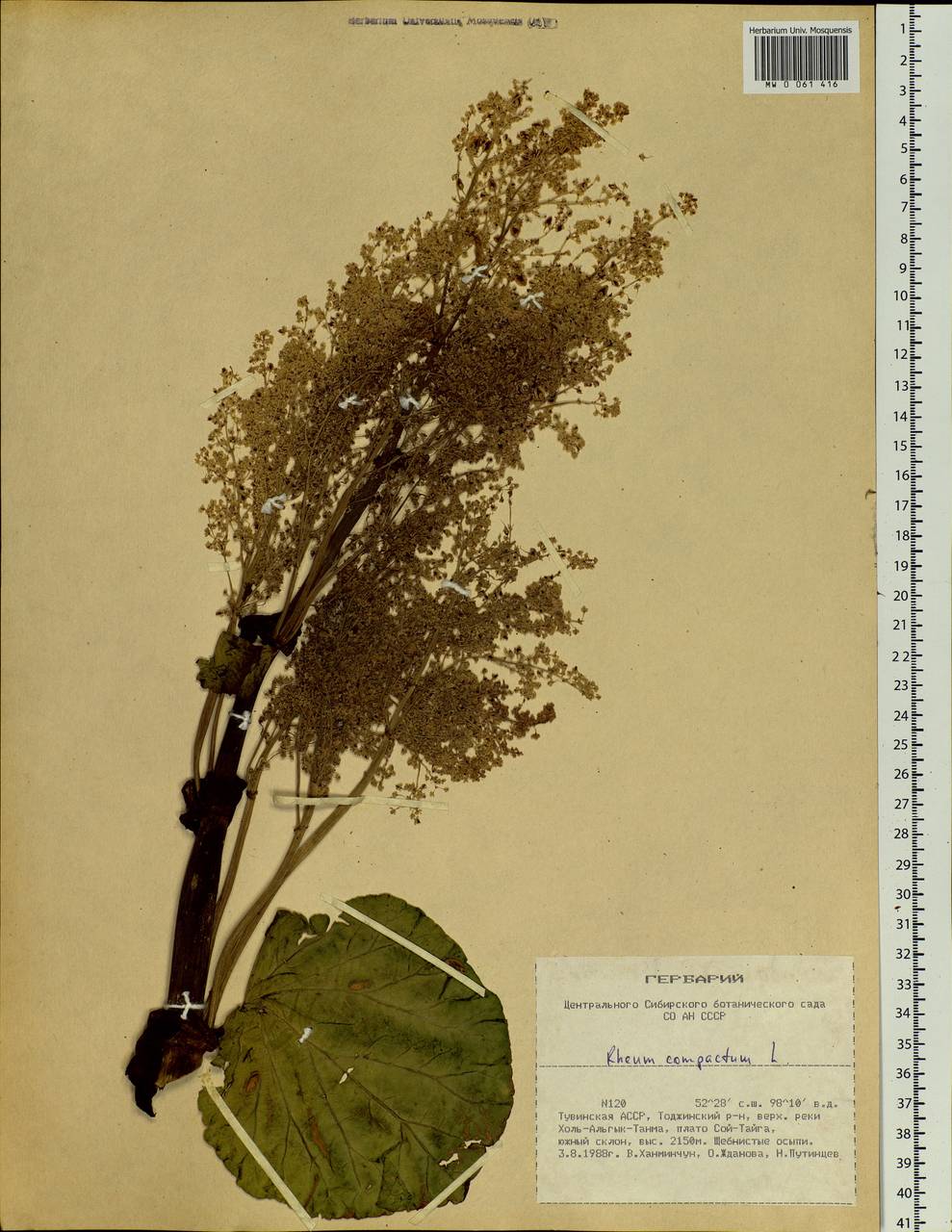 Rheum compactum L., Siberia, Altai & Sayany Mountains (S2) (Russia)