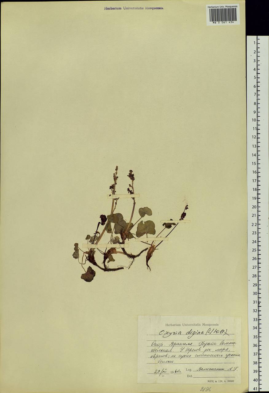 Oxyria digyna (L.) Hill, Siberia, Chukotka & Kamchatka (S7) (Russia)
