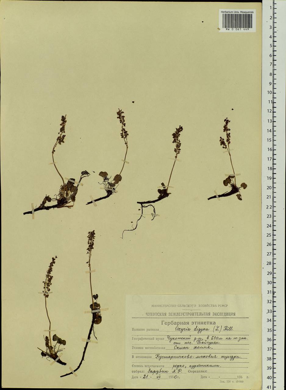 Oxyria digyna (L.) Hill, Siberia, Chukotka & Kamchatka (S7) (Russia)