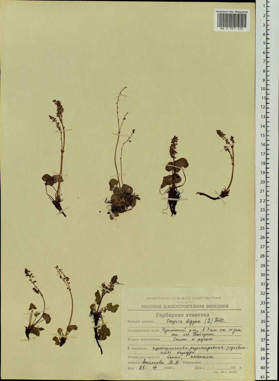 Oxyria digyna (L.) Hill, Siberia, Chukotka & Kamchatka (S7) (Russia)