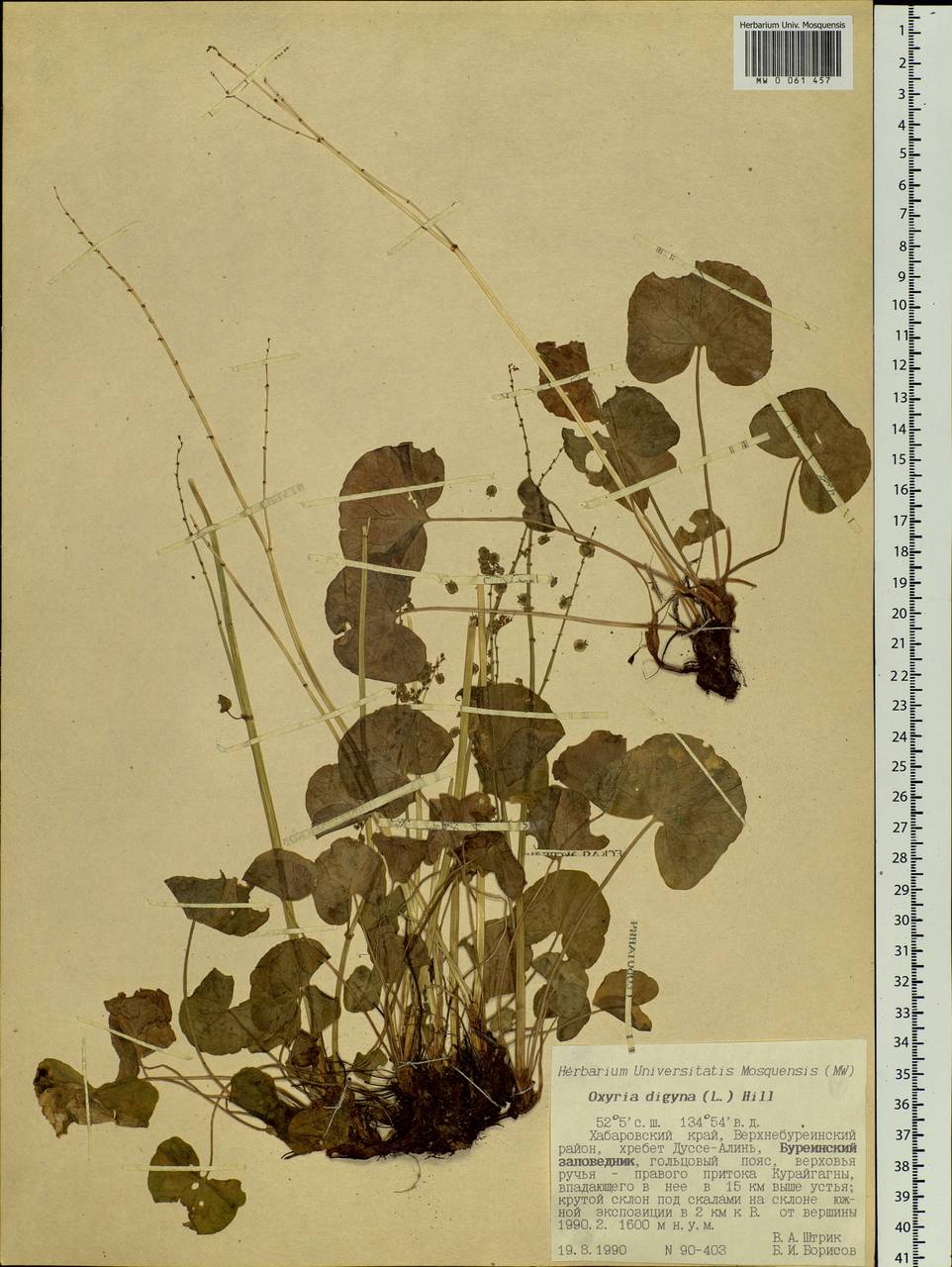 Oxyria digyna (L.) Hill, Siberia, Russian Far East (S6) (Russia)