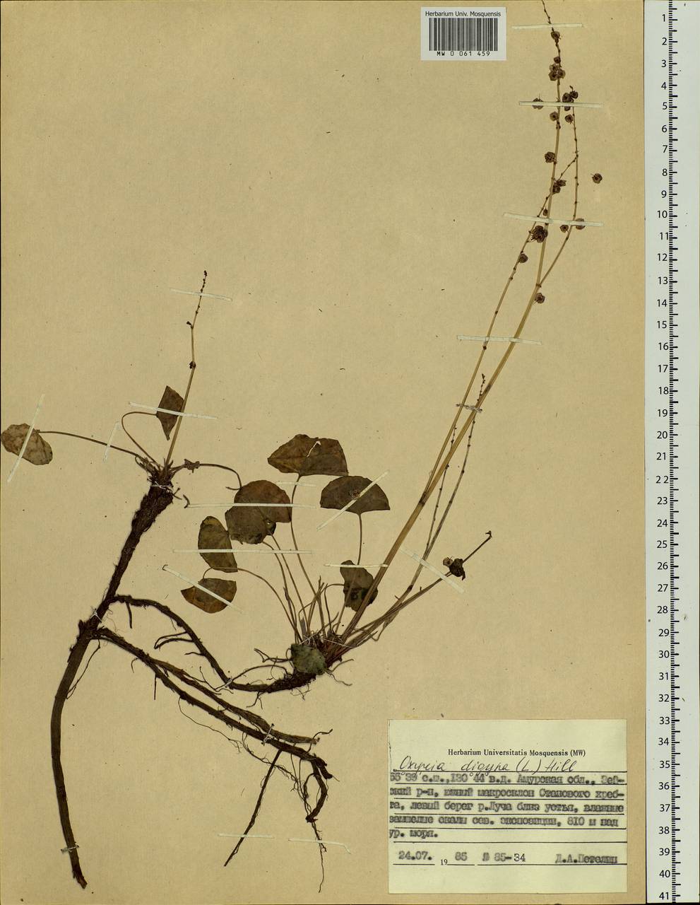 Oxyria digyna (L.) Hill, Siberia, Russian Far East (S6) (Russia)