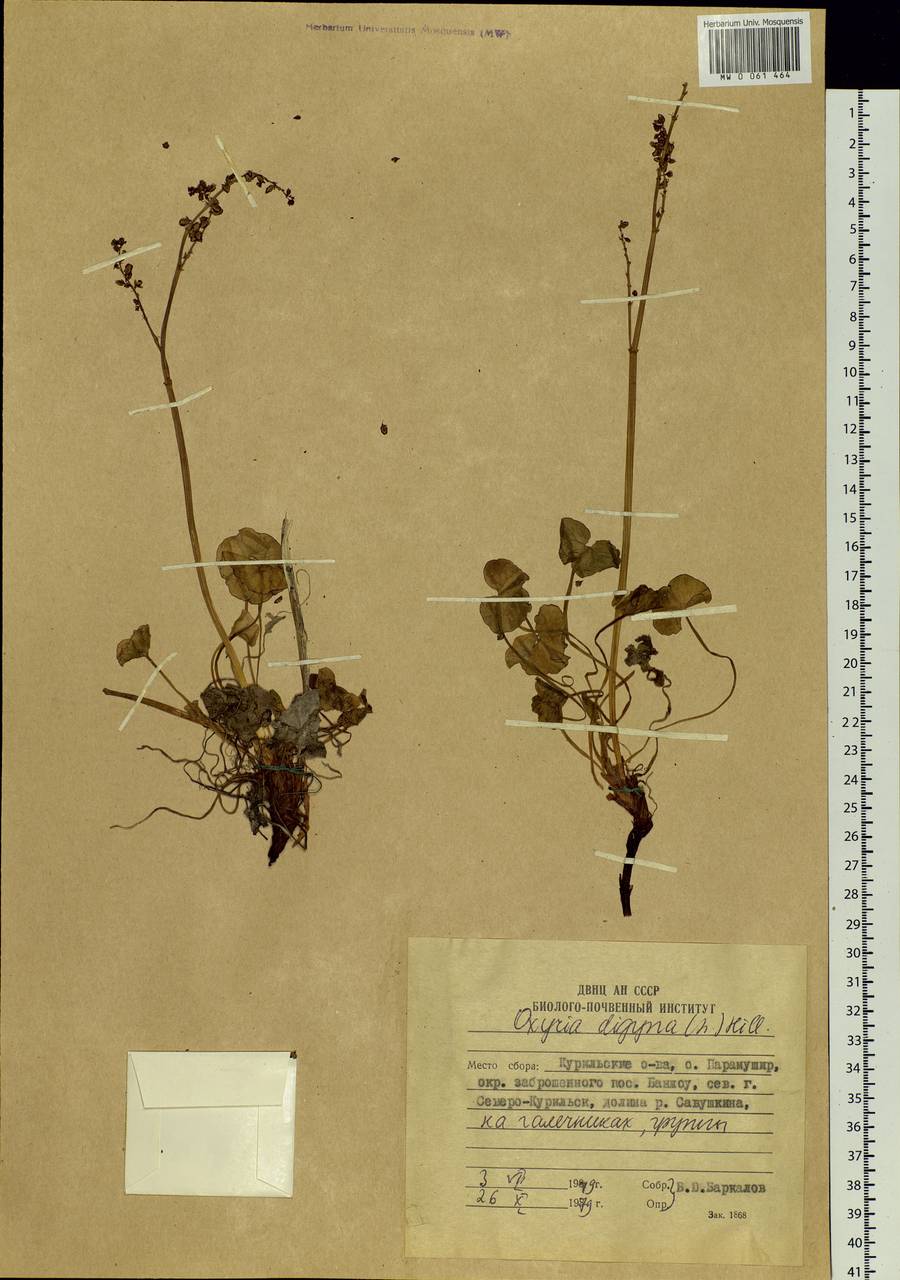 Oxyria digyna (L.) Hill, Siberia, Russian Far East (S6) (Russia)