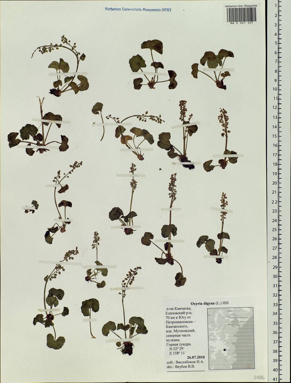Oxyria digyna (L.) Hill, Siberia, Chukotka & Kamchatka (S7) (Russia)