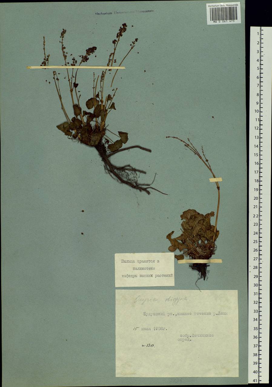 Oxyria digyna (L.) Hill, Siberia, Yakutia (S5) (Russia)