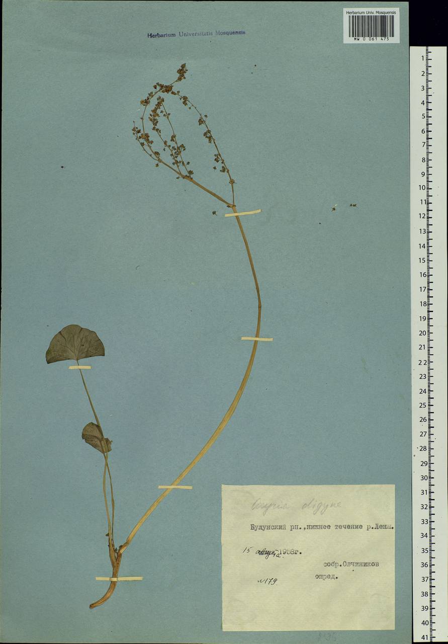 Oxyria digyna (L.) Hill, Siberia, Yakutia (S5) (Russia)