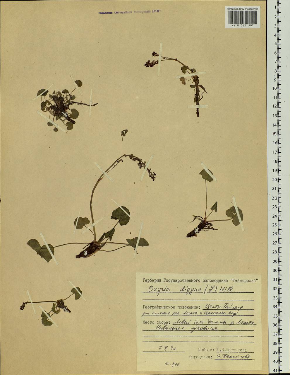 Oxyria digyna (L.) Hill, Siberia, Central Siberia (S3) (Russia)