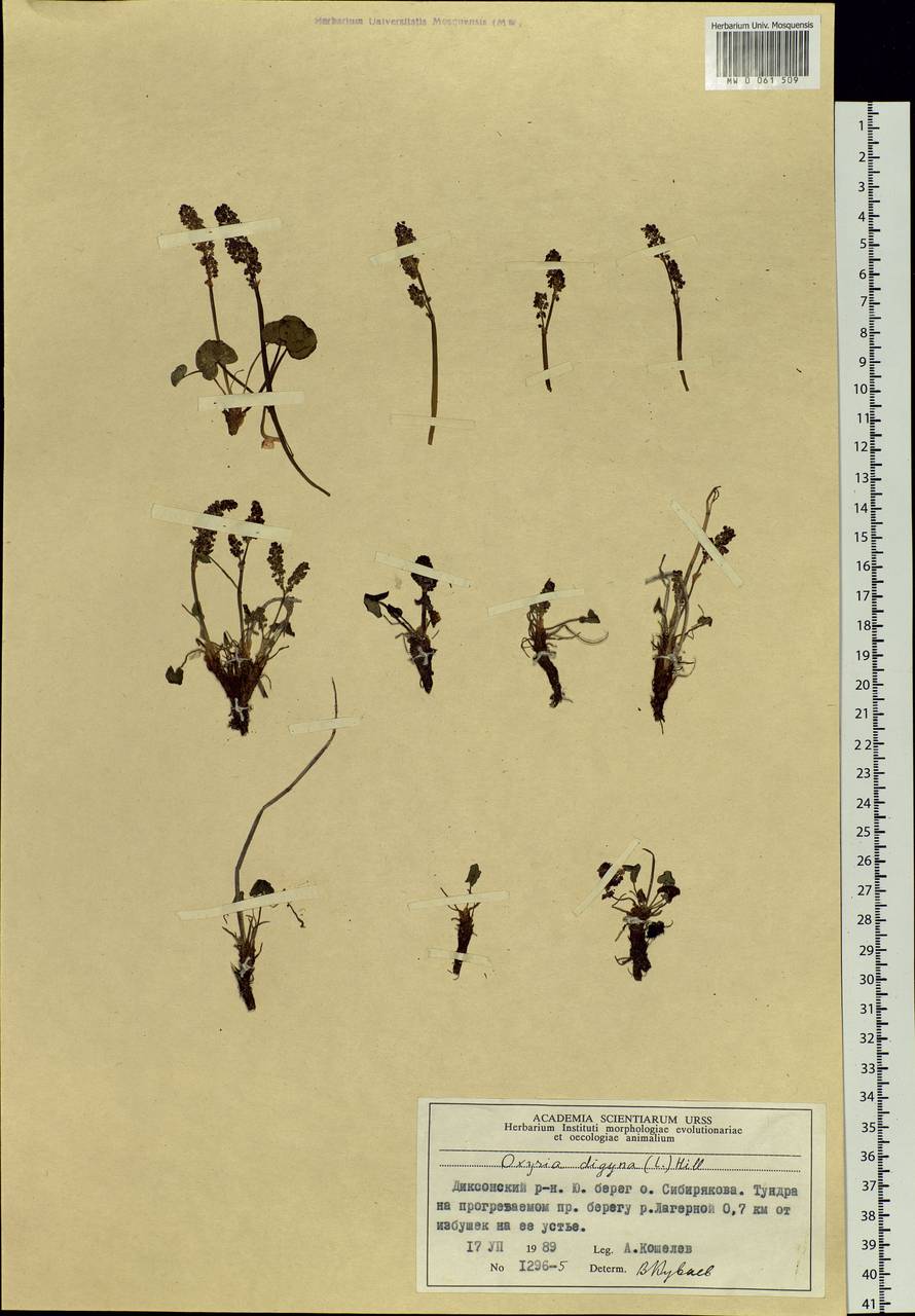 Oxyria digyna (L.) Hill, Siberia, Central Siberia (S3) (Russia)