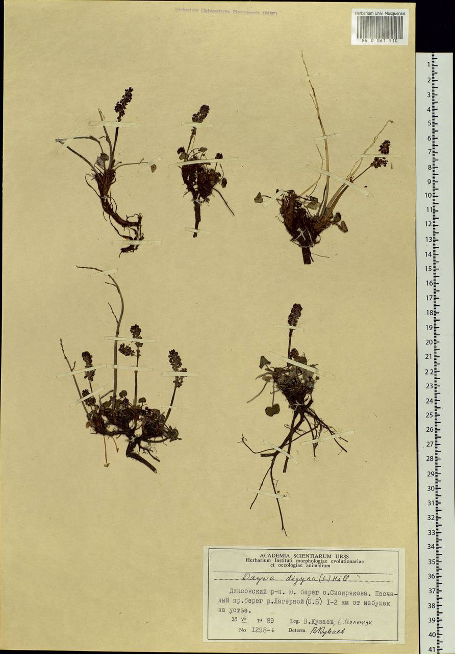 Oxyria digyna (L.) Hill, Siberia, Central Siberia (S3) (Russia)