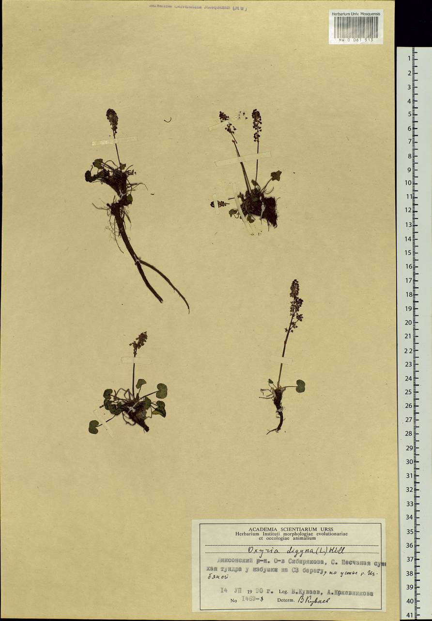 Oxyria digyna (L.) Hill, Siberia, Central Siberia (S3) (Russia)
